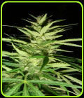 Master Kaze - Mr Nice Seeds