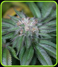 Master Kush - Humboldt Seed Organisation