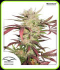 Master Kush - Dutch Passion Seeds