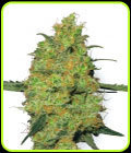 Master Kush - White Label Seeds