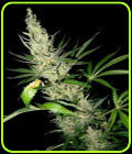 Master Kush x Skunk - Mr Nice Seeds