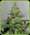 Masters 'N Crime - Pot Valley Seeds