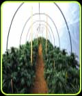 Mastodon Kush - Emerald Triangle Seeds