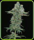Matanuska Mint - Sagarmatha Seeds