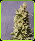 Mataro Blue - Kannabia Seeds