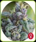 Mataro Blue - The Bulldog Seeds
