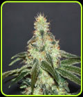 Mataro Blue CBD - Kannabia Seeds