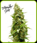Matriarch OG - Mamiko Seeds