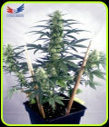 May Day Express - Positronic Seeds