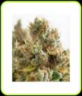 SALE - Mazar - Dutch Passion - Cannabis Seed Sale Items