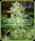 Mazar Kush - World of Seeds