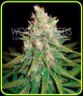 Mazar x Great White Shark - World of Seeds