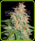 Mazar x White Rhino - World of Seeds