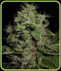 Mazari - Seedsman Seeds