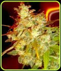 Mazari Grape - Medicann Seeds