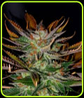 McEarly - Kannabia Seeds