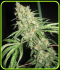 Medevac Kush - Ultra Genetics
