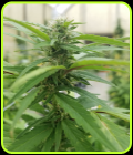 Medi-CBG - Medicann Seeds