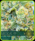 Medical 49 CBD+ - Vision Seeds