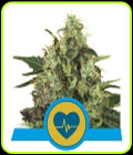 Medical Mass - Royal Queen Seeds