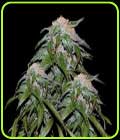 Medical VIP - VIP Seeds