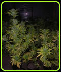 Medicine - Next Generation Seeds