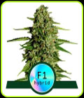 Medusa F1 Auto - Royal Queen Seeds