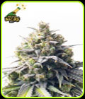 Mega Bucks Auto - Yieldmonger Seeds