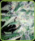 SALE - Mega Power Plant - Spliff Seeds - Cannabis Seed Sale Items