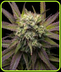 Mela Verde - Grateful Seeds