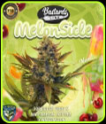 MelonSicle - TH Seeds