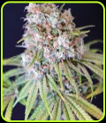 Melon Cheddar - Karma Genetics