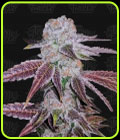 Melon Drip - Terp Treez Co