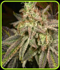 Melon Fizz - Archive Seeds