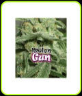 Melon Gum - Dr Underground