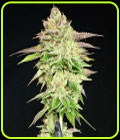Melon Madness - Grateful Seeds