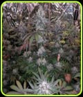 Melonaid Zkittlez - The Plug Seedbank