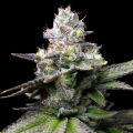 Melted Scoopz - Cookies Seed Bank