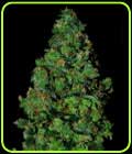 SALE - Membrana - VIP Seeds - VIP Seeds