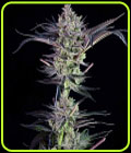 MendoMint - Grateful Seeds