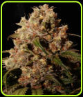 Mendo Grape Kush - Ultra Genetics