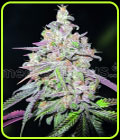 Mendocino Chanel Kush - Medical Seeds