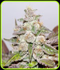 Mendocino Purple Kush - Medical Seeds