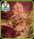 Menonite Zombie - Propaganja Seeds