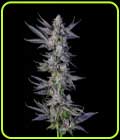 Menthol Runtz - Compound Genetics