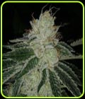 Meow - Prolific Coast Seeds