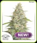 Meringue - Dutch Passion Seeds