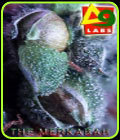 The Merkabah - Delta 9 Labs Seeds