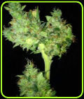 Merlin Bud - Prana Seeds