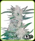 Mexican Airlines - FastBuds